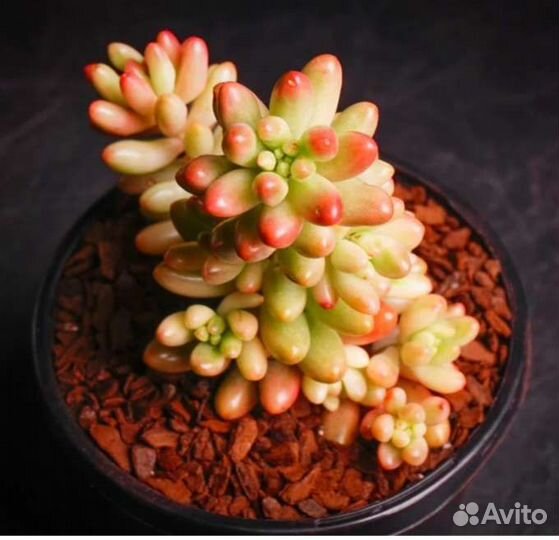 Седумы разные (суккуленты)