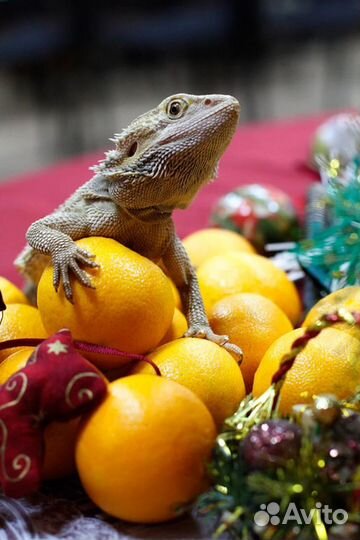 Бородатый дракон