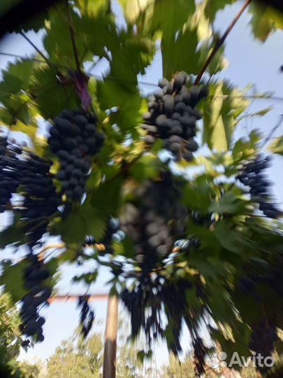 Виноград.Молдова на вино