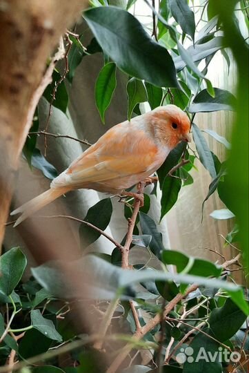 Кенар самец