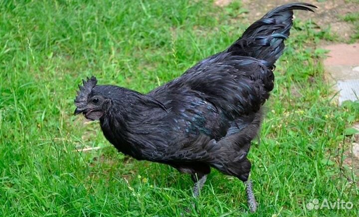 Петух ухейилюй