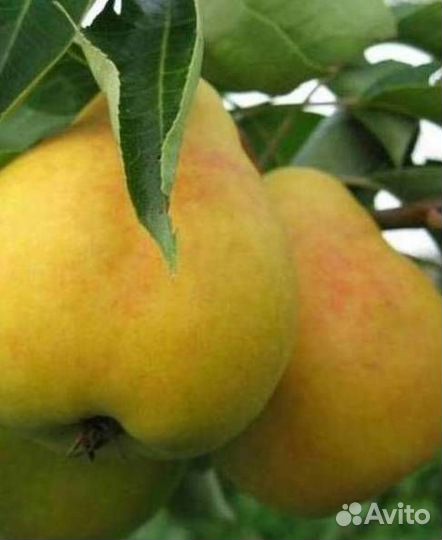Саженцы груши Кафедральная