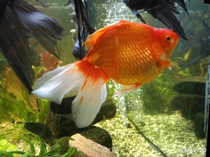Золотая рыбка
