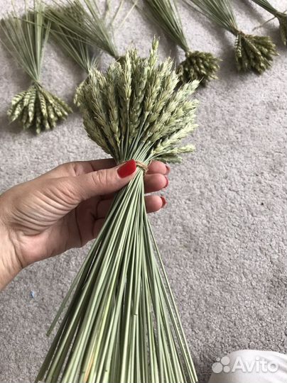 Сухоцветы пшеница