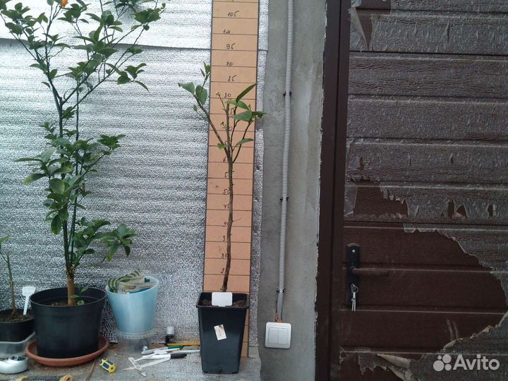 Лимон Мейер