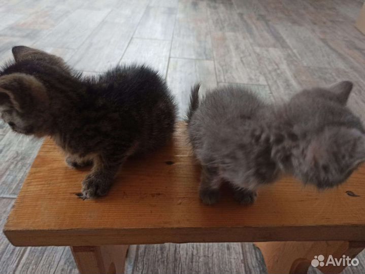 Отдам котят в добрые руки