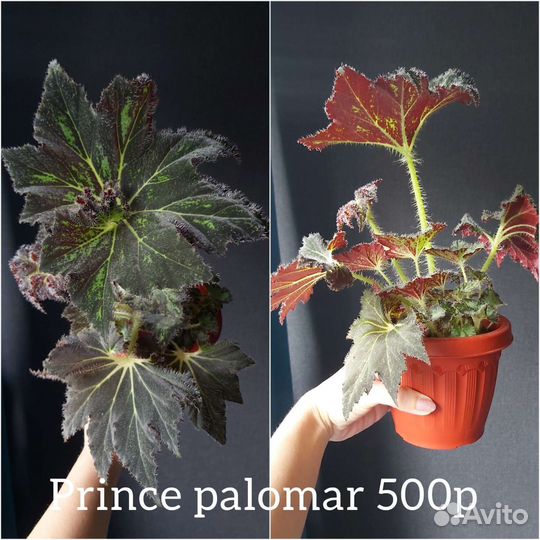 Бегонии 9 видов