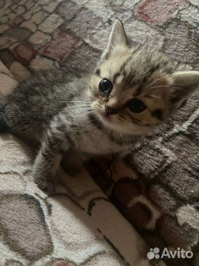 Продам британских котят