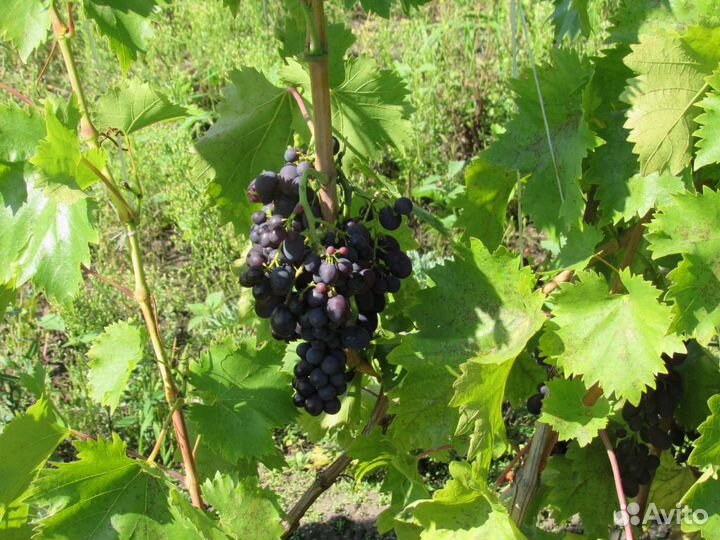 Продаются саженцы винограда