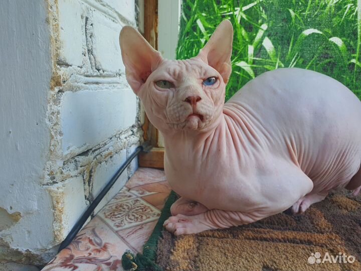 В добрые руки