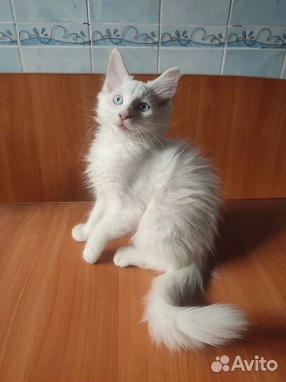 Мальчики породы Мейн-кун