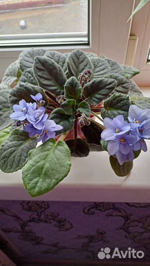 Цветущие фиалки