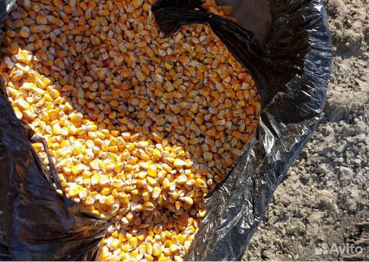 Фуражная пшеница, Просо корма