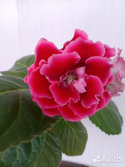 Глоксиния махровая