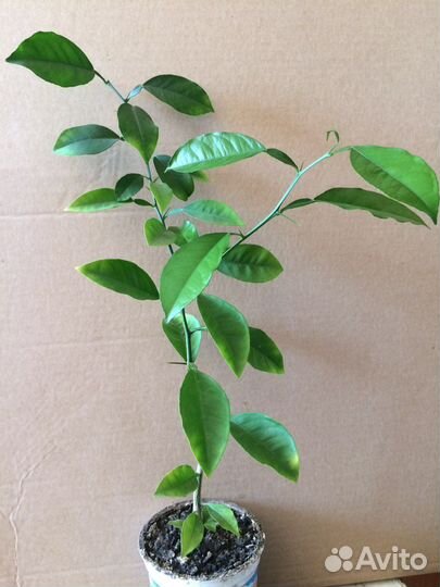 Подарок Цитрусовые деревья