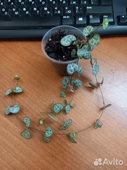 Церопегия вуда,сциндапсус энджой,филодендрон брази