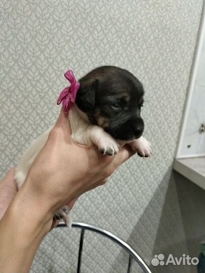 Щенки маленькой домашней собаки бесплатно