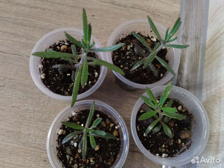 Каланхоэ трубкоцветное (тубифлора)