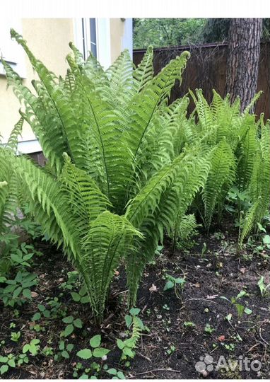 Многолетники для сада