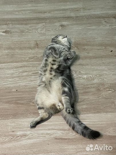 Вислоухий кот