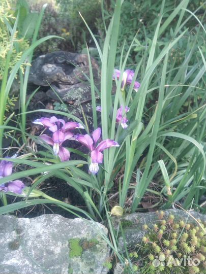 Цветы садовые многолетники