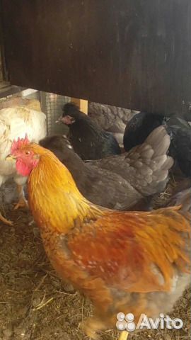 Яйцо инкубационное мясо-яичная порода