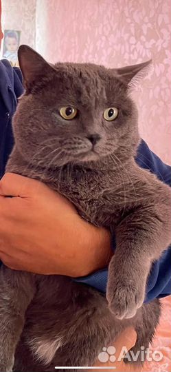 Предлагаю кота для вязки