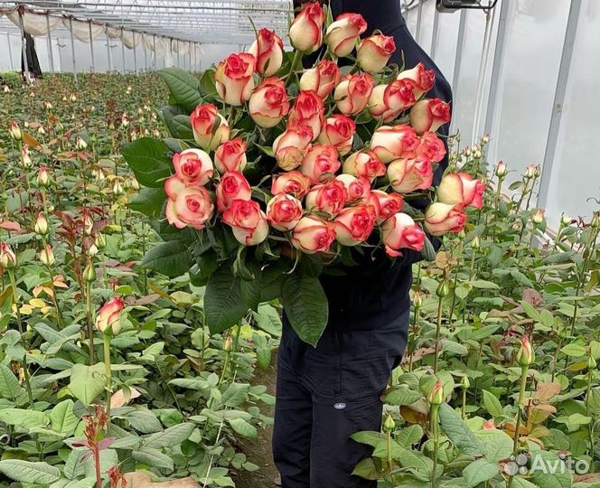 Розы оптом и в розницу