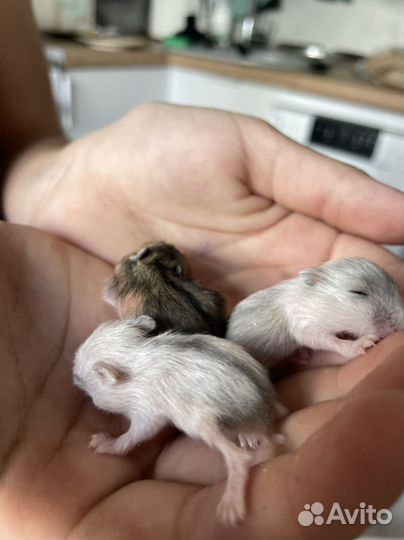 Джунгарский хомяк