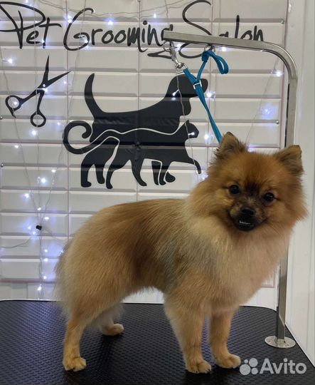 Отдаю собаку в добрые руки