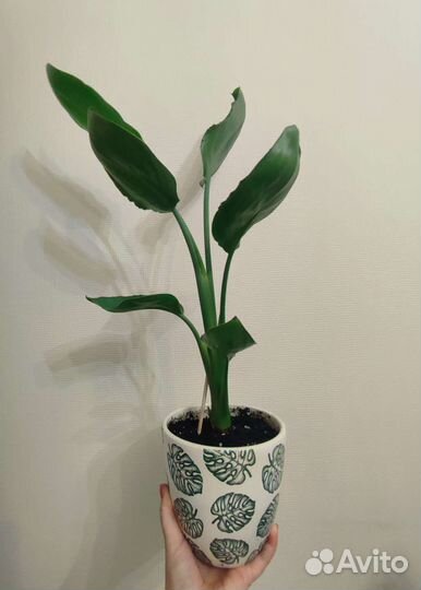 Стрелиция регина 55 см