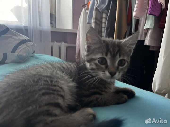 Котята в добрые руки даром