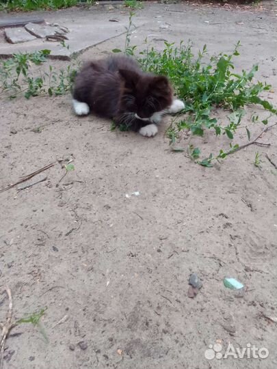 Котенок бесплатно