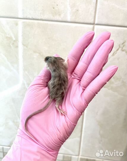 Кудрявые мышки