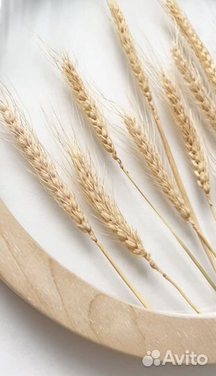 Гербарий в стекле. Рамка с растением Пшеница