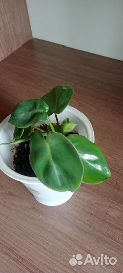 Филодендрон