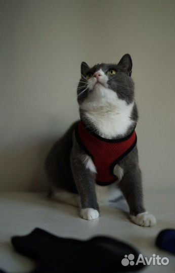 Шлейка для животных