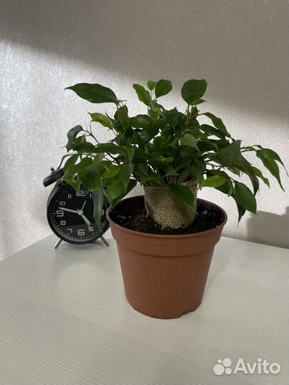 Фикус бенджамина в джуте