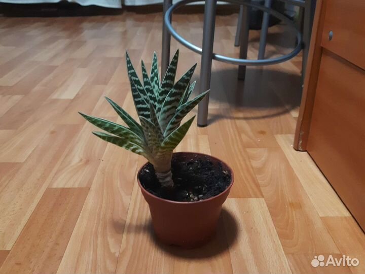 Алоэ тигровое