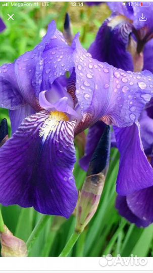 Ирис сибирский голубой (много разных)