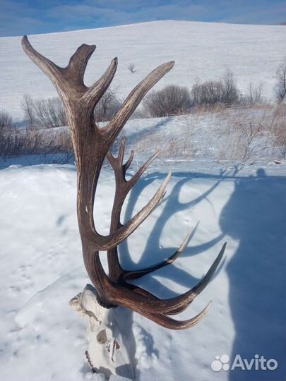 Рога оленя и лося
