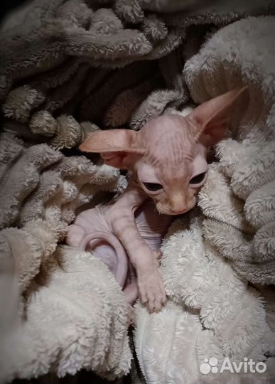 Канадский сфинкс котенок