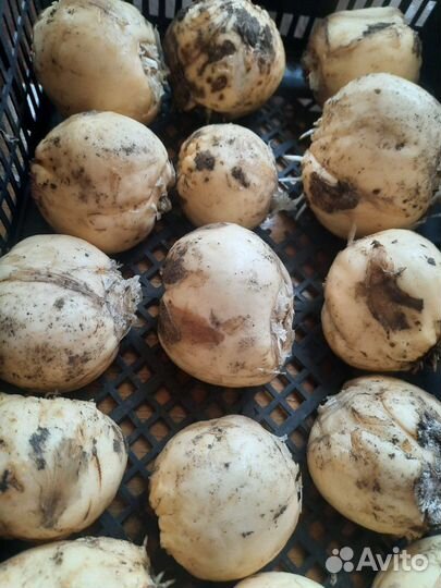 Луковицы рябчика императорского