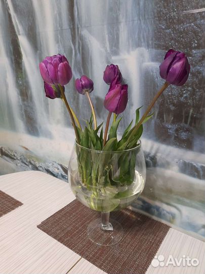 Луковицы тюльпанов