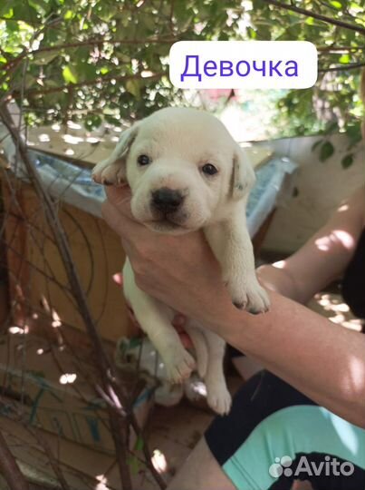 Щеночки 1,5 мес