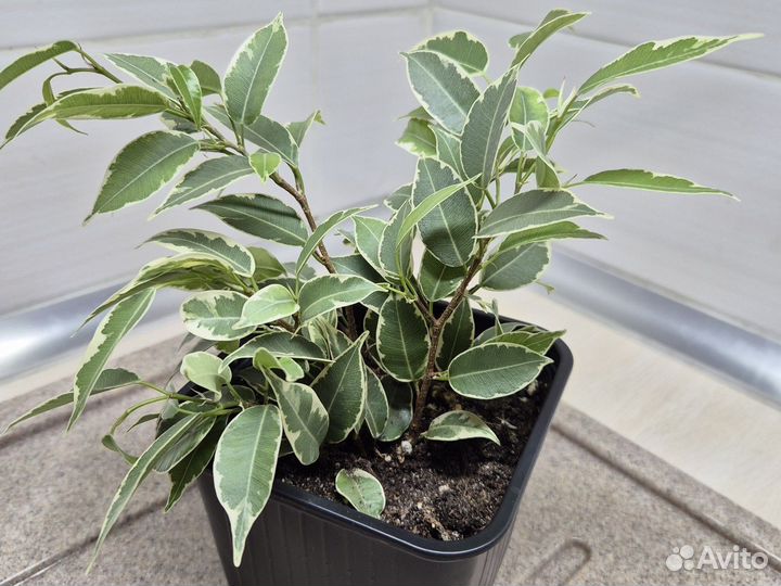 Фикус бенджамина Кинки