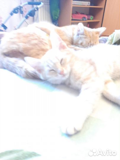 Котята отдам бесплатно