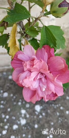 Гибискус махровый