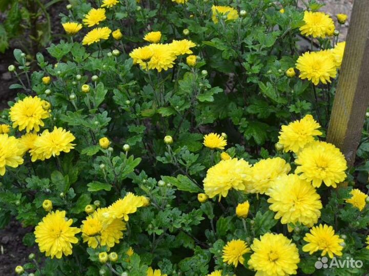 Хризантема «Дубок Желтый»