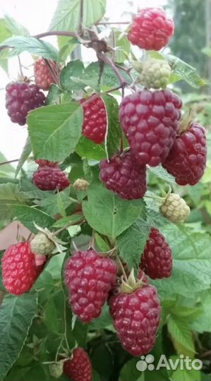 Ремонтантная малина